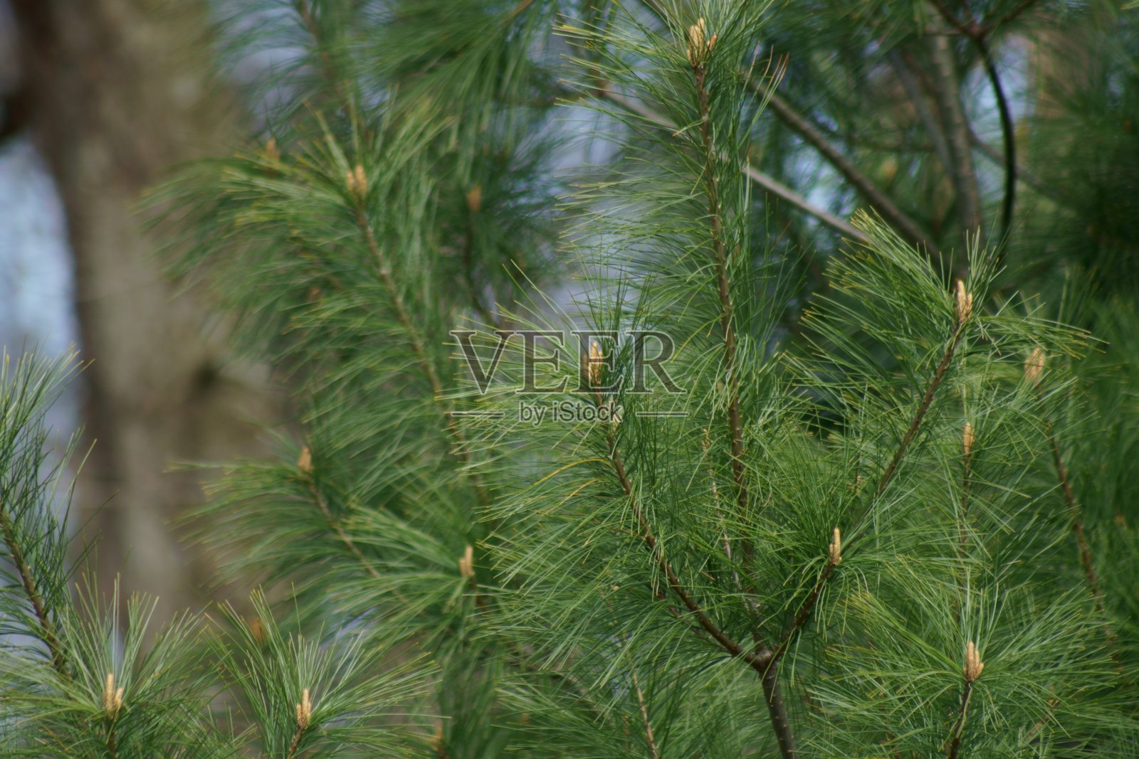 白松叶的树枝照片摄影图片