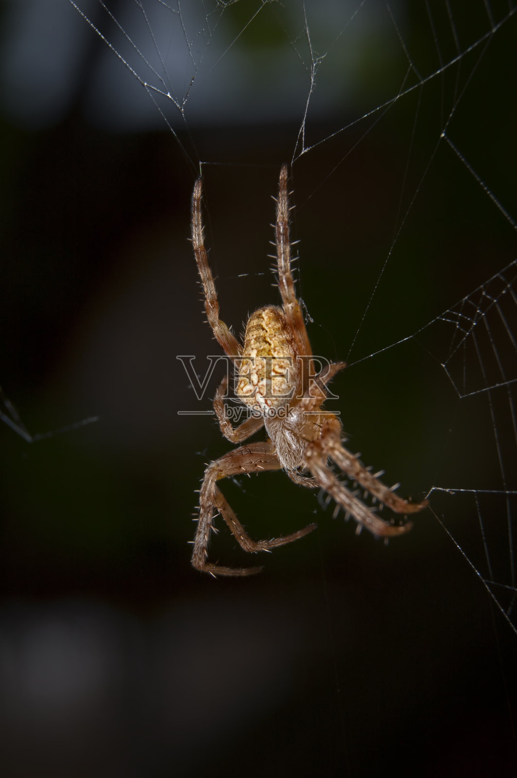 蜘蛛照片摄影图片