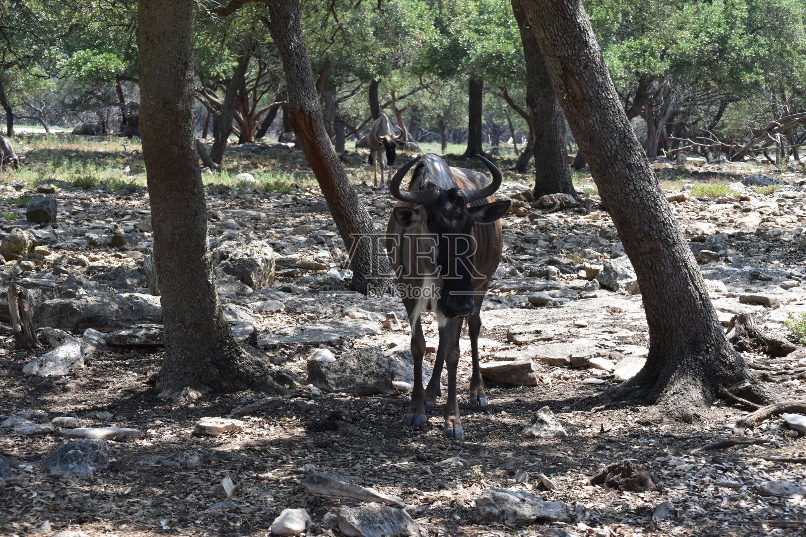 角马:羚羊家族的一员,也被称为牛羚照片摄影图片