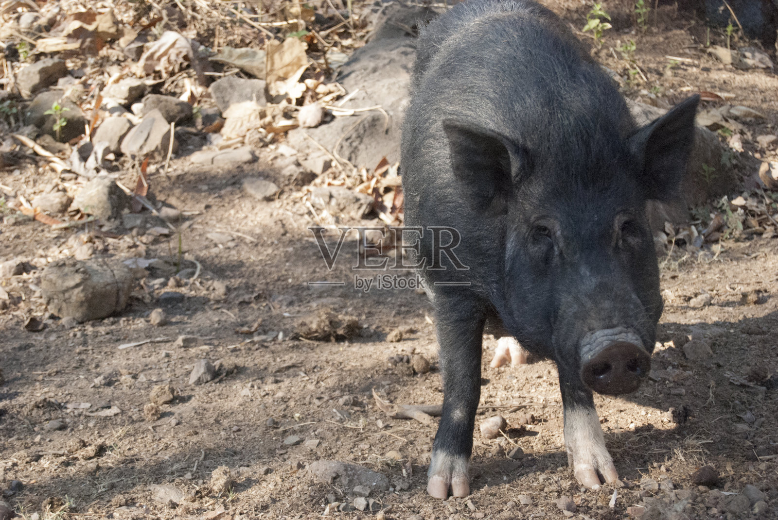 一只健康的猪生活在东帝汶马里亚纳的农村地区照片摄影图片