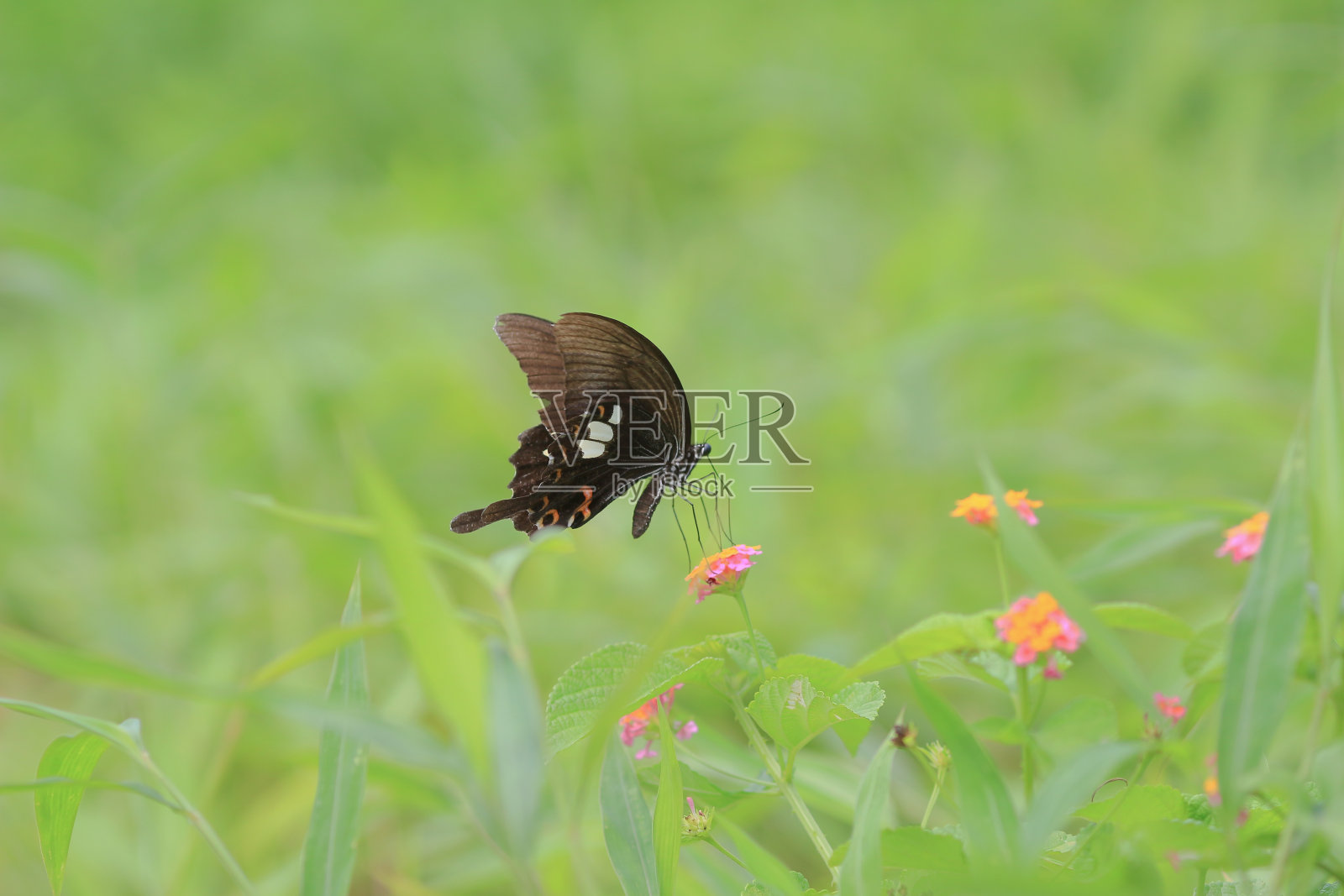 花上褐色和黑色的长翅蝴蝶。照片摄影图片