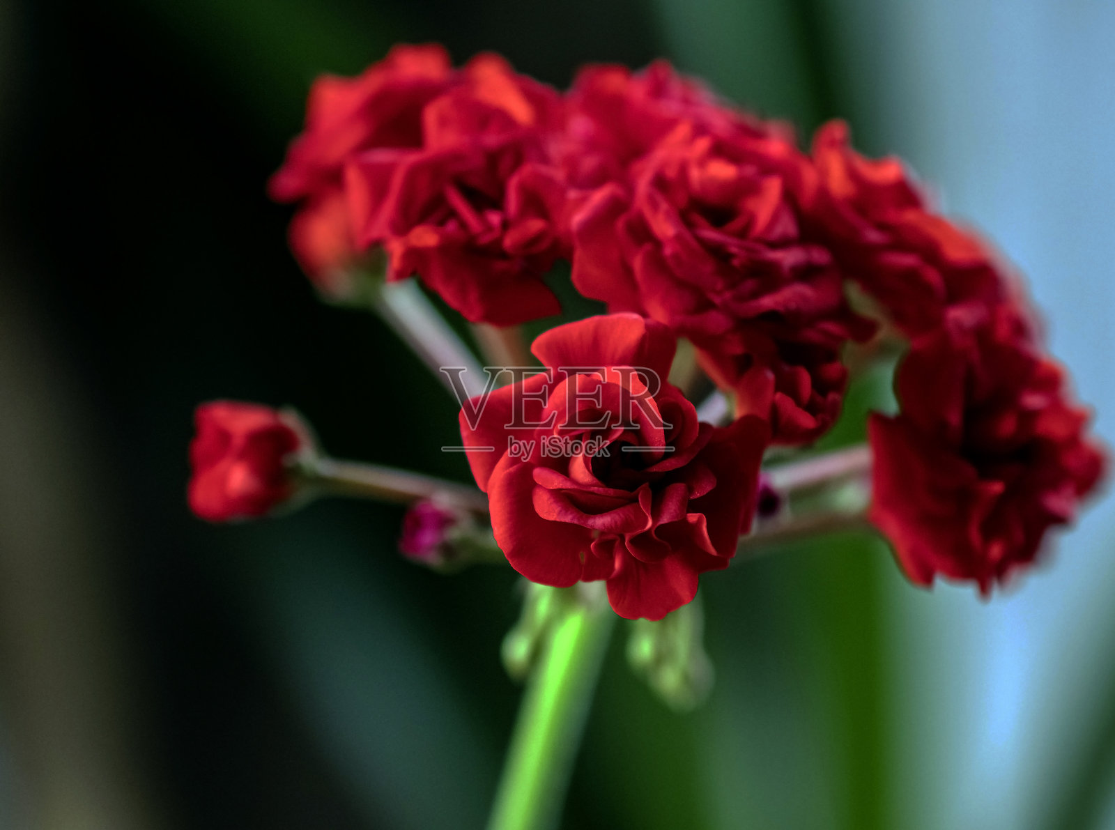 红色特里天竺葵花在模糊的背景,微距照片摄影图片