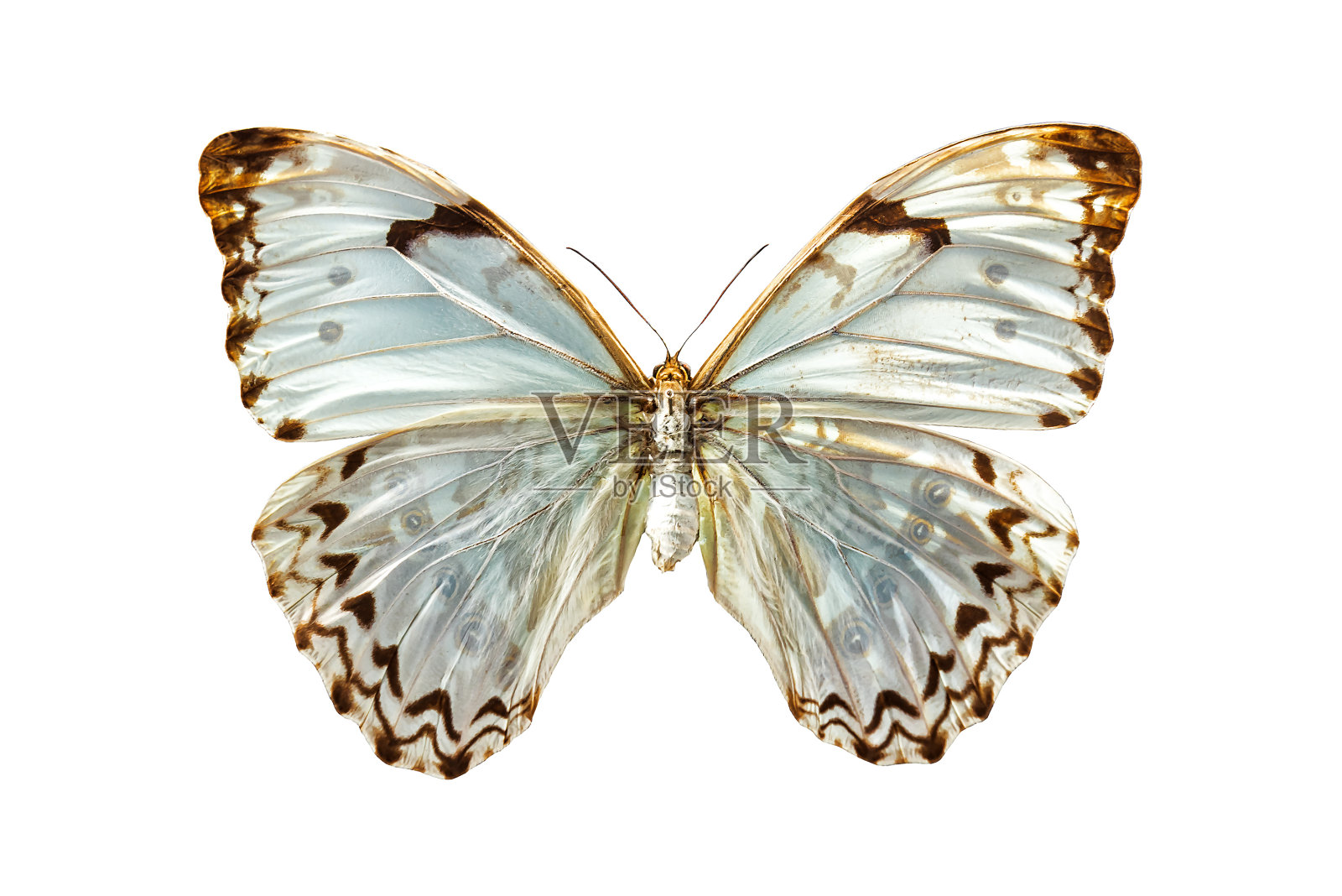 白色大闪蝶照片摄影图片