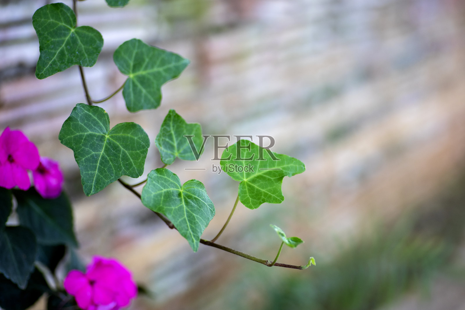 花园里的常青藤叶子照片摄影图片