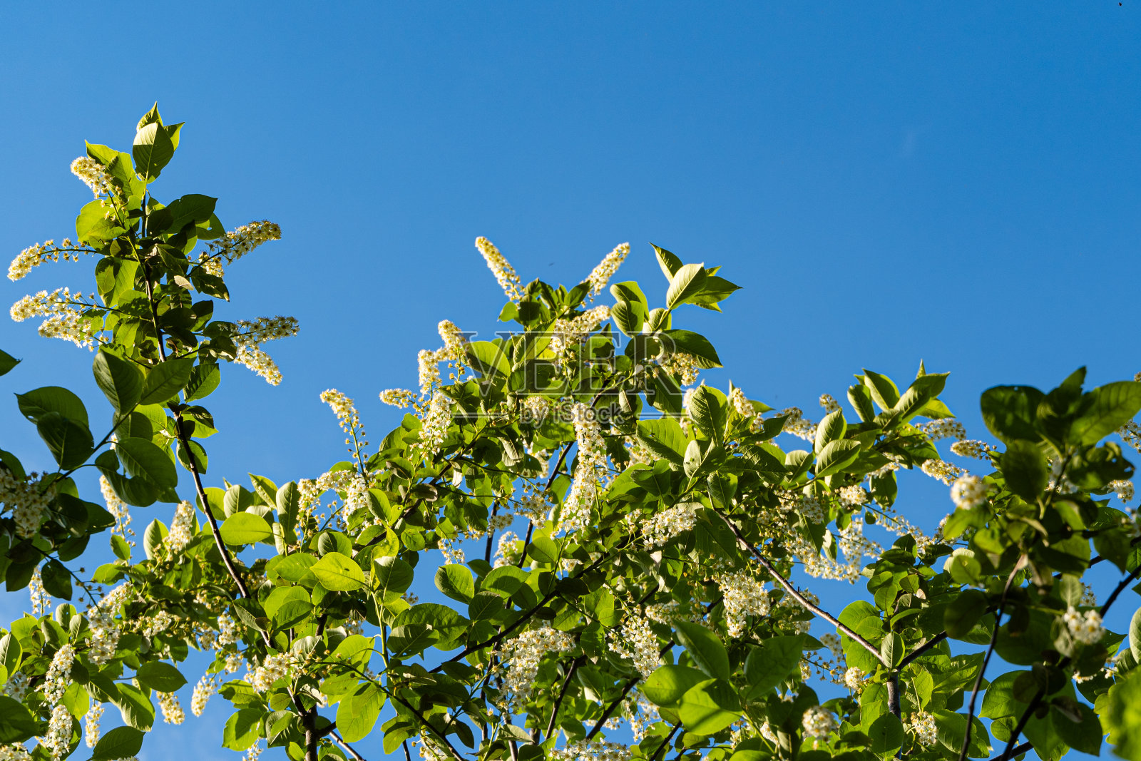 白色的花在枝上的花序红李,西伯利亚的美丽在蓝天的背景。有选择性的重点。盛开的红李,被称为鸟樱桃,朴树,夏梅,或五月天树。照片摄影图片