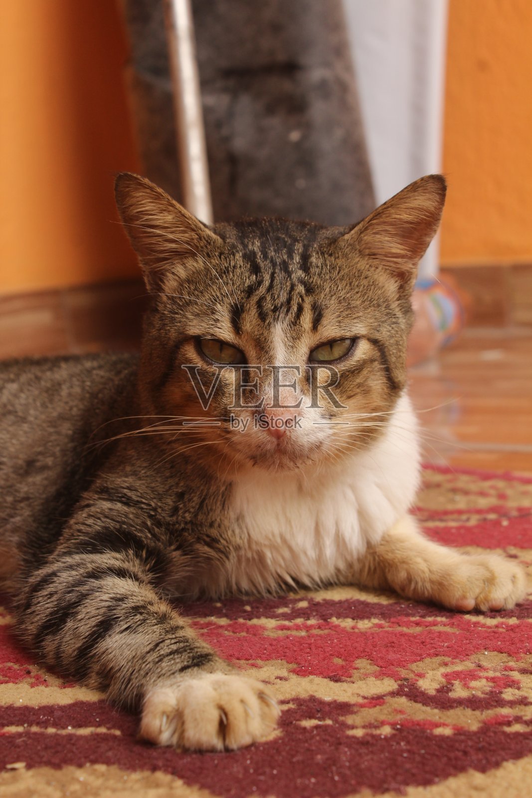 绿色眼睛的肖像搞笑猫。照片摄影图片