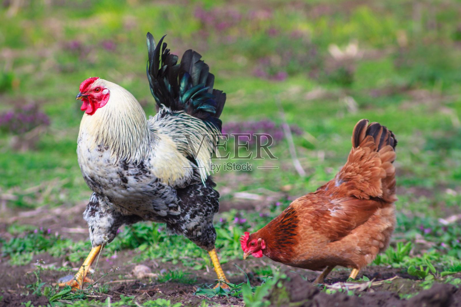春天,美丽的公鸡和小鸡在草地上吃草。模糊的自然背景。照片摄影图片