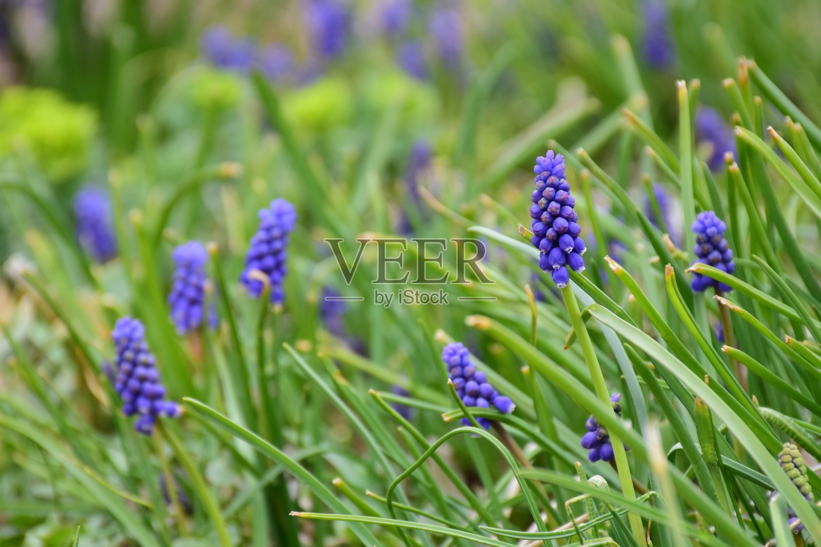 葡萄风信子草地照片摄影图片
