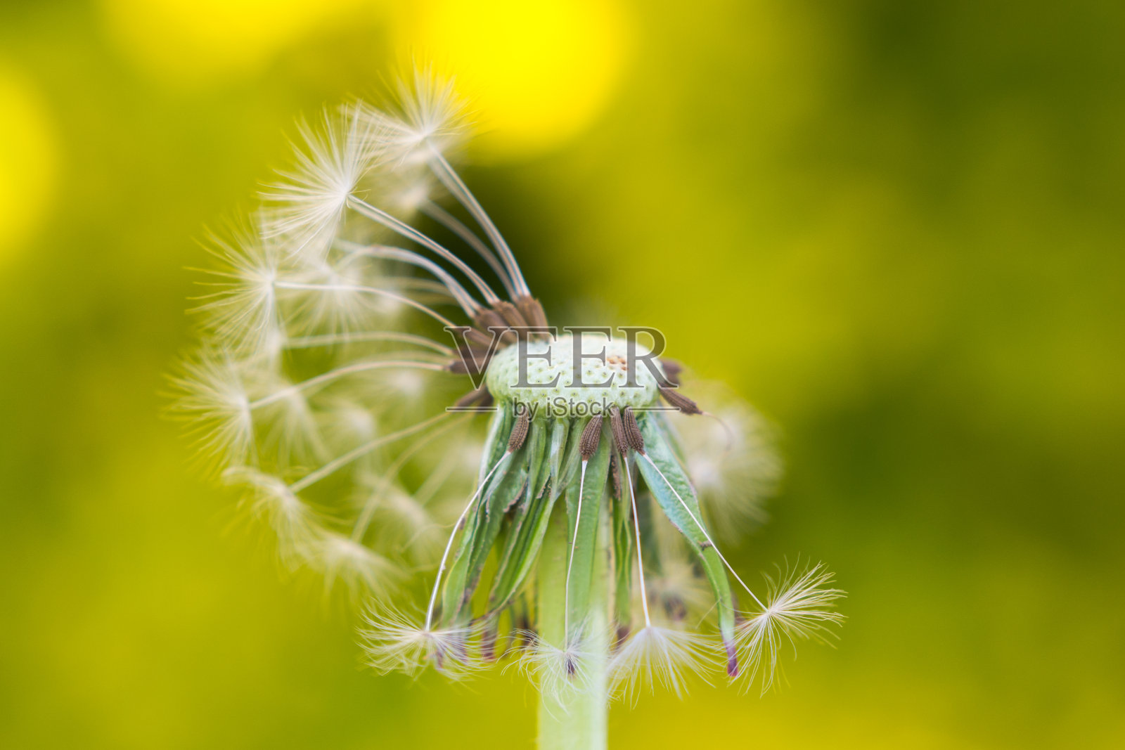 蒲公英的特写照片在春天的季节照片摄影图片