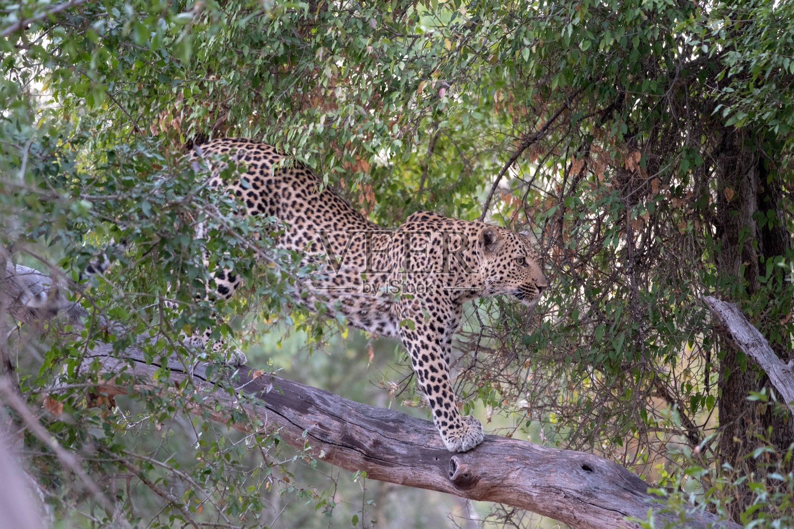 豹在树枝上伸展照片摄影图片