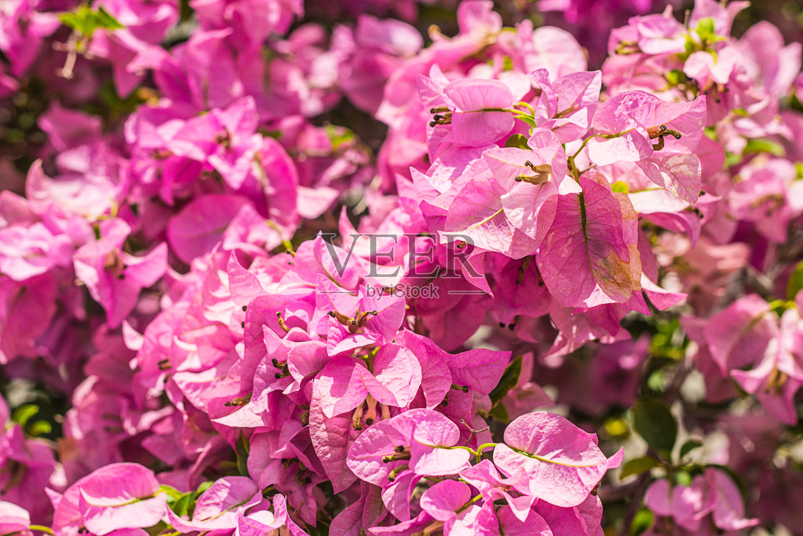 九重葛花的质地和背景。九重葛的紫色花朵。鲜艳的紫色花朵纹理和背景为设计师。照片摄影图片