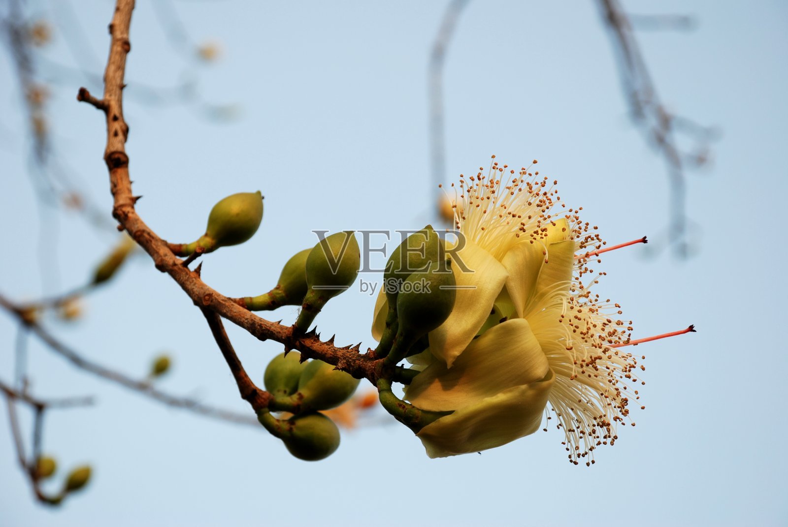 美丽的象牙木棉花在蓝天前照片摄影图片