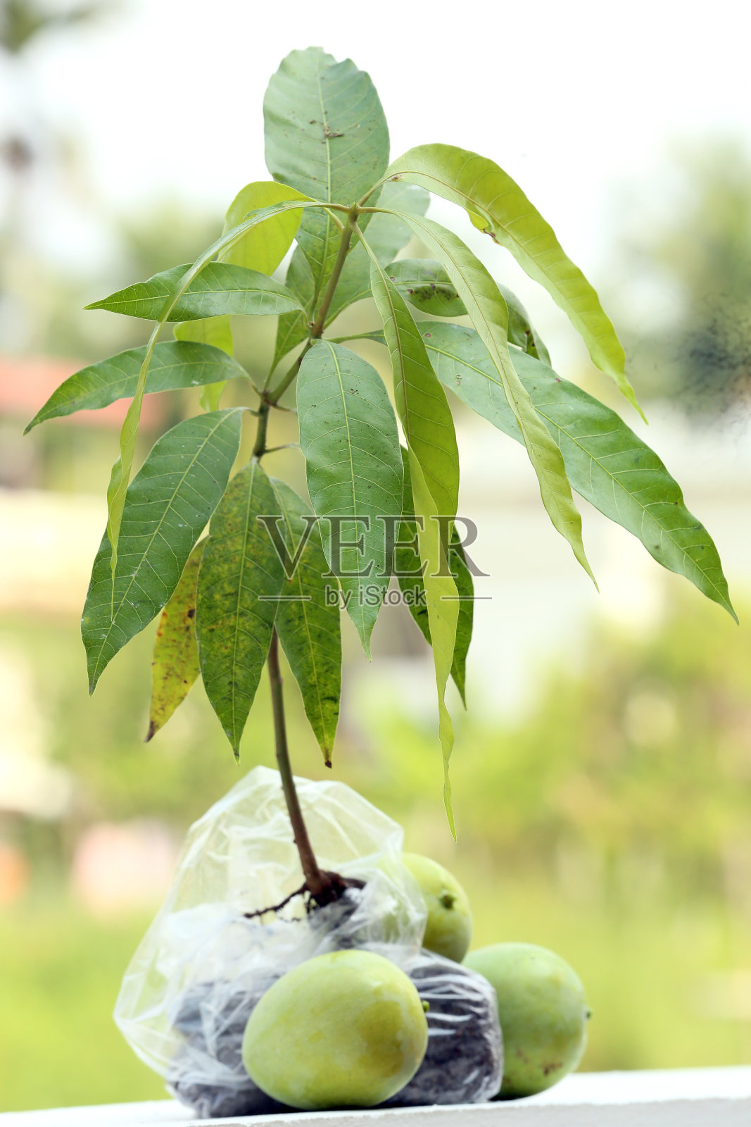 绿色未成熟的芒果和一棵芒果树苗照片摄影图片