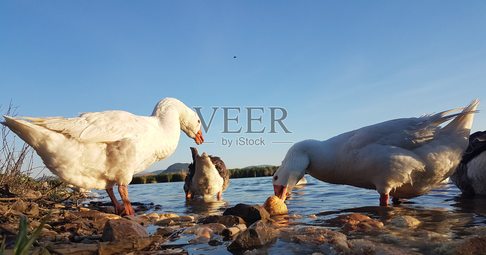 在希腊约阿尼纳,傍晚时分雁鸟在湖边吃东西照片摄影图片
