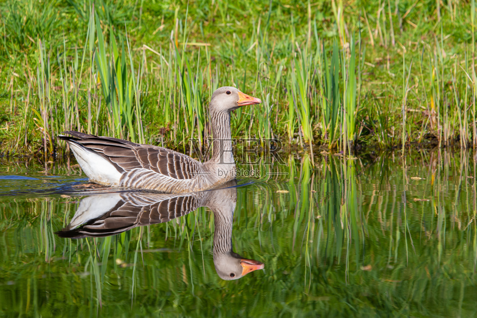 Greyleg gooze或Anser照片摄影图片
