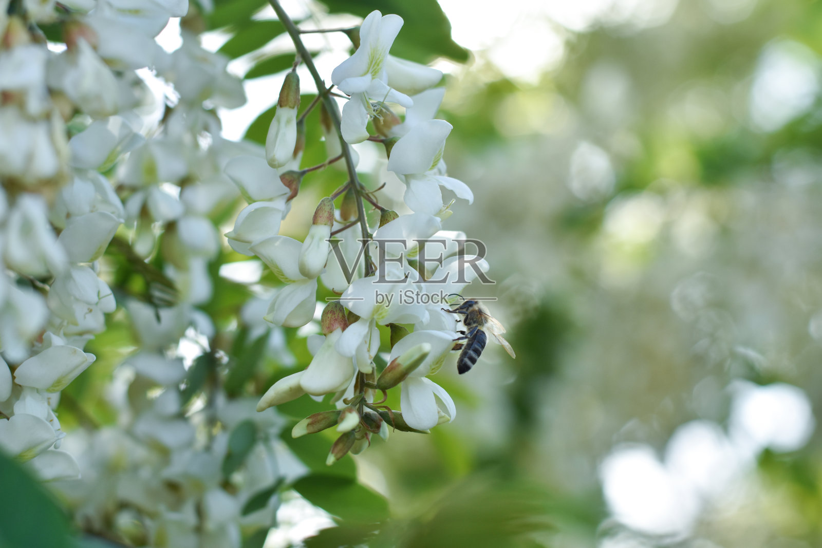 相思的花朵照片摄影图片