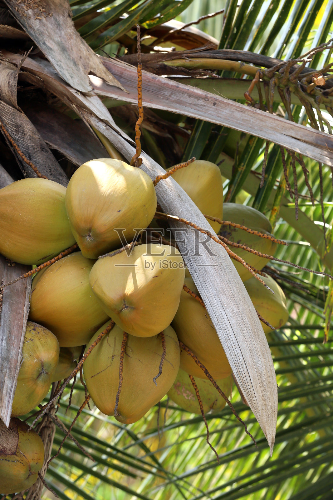 干燥的棕色的椰子照片摄影图片