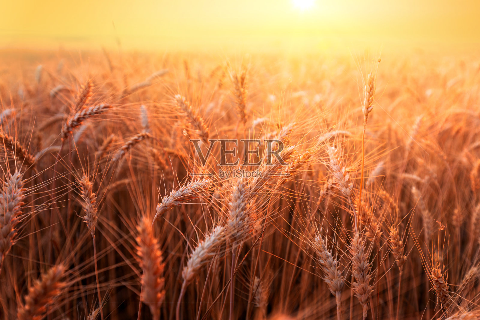 金色的麦穗在明亮的夕阳照耀下的田野上。照片摄影图片