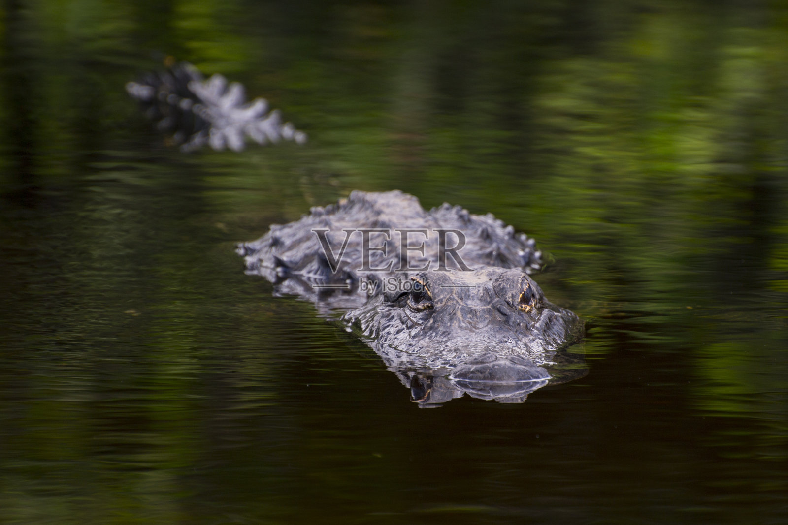 狩猎中的鳄鱼照片摄影图片