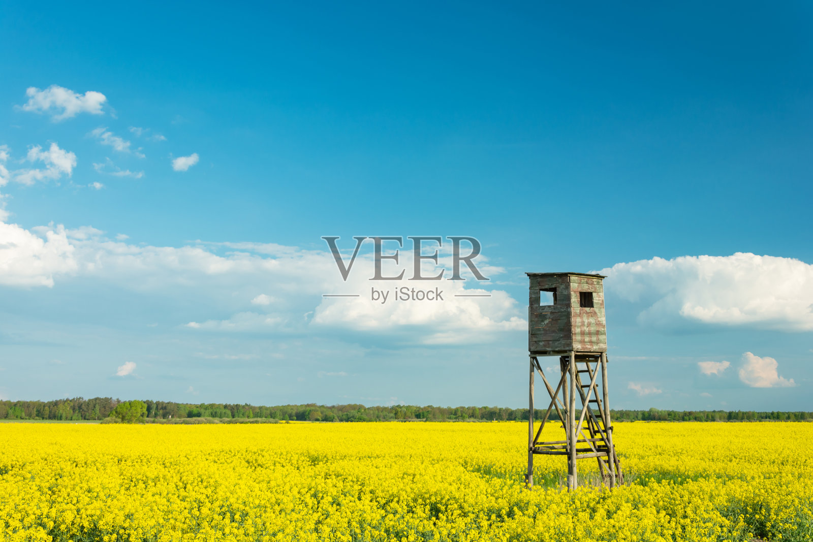 狩猎讲坛站在黄色的油菜籽地里,白云在蓝天上照片摄影图片