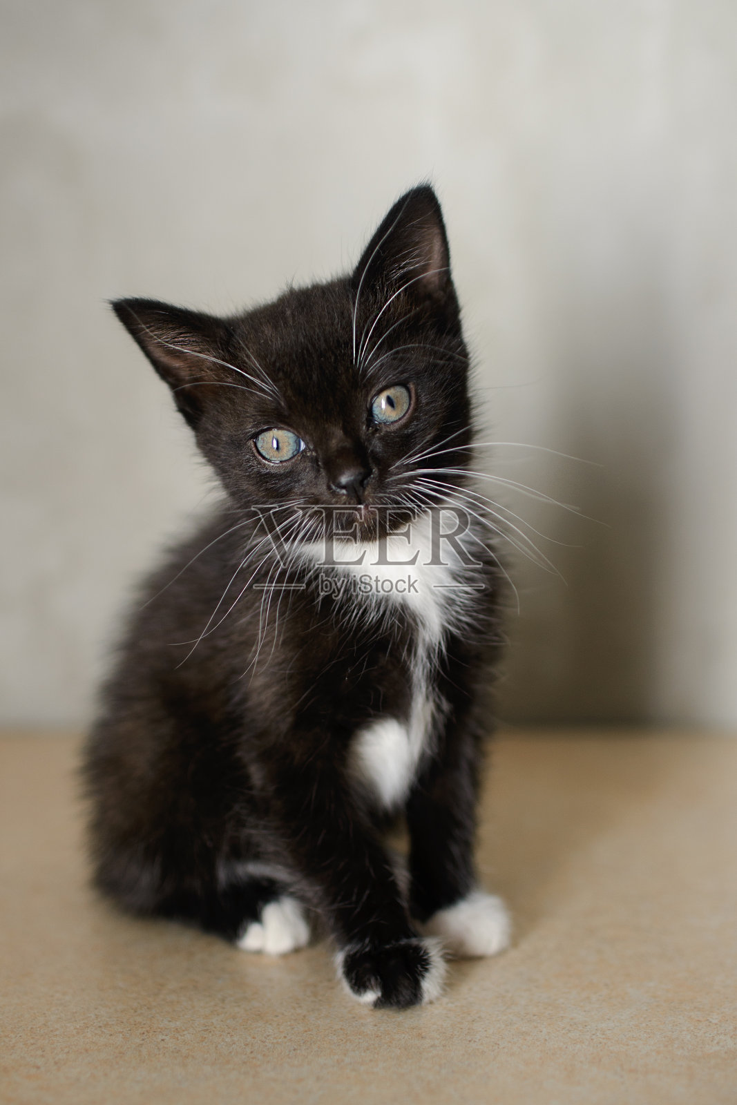 小猫坐着直看照片摄影图片