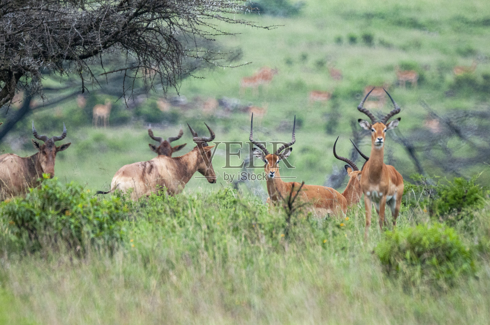 带角的动物照片摄影图片