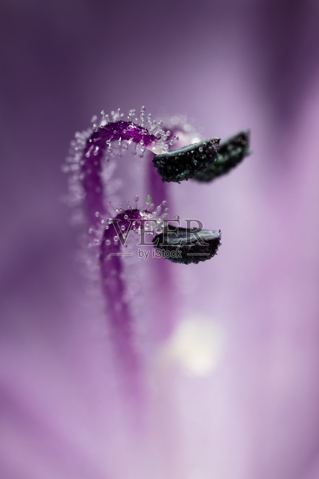 粉红色植物花瓣的超微距照片。照片摄影图片