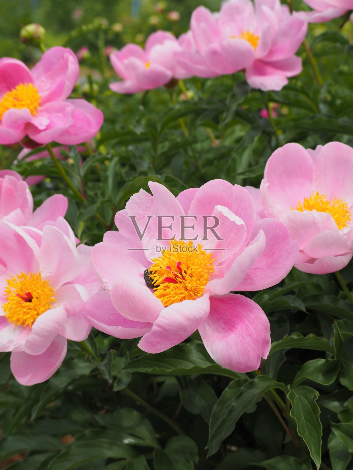 芍药(Paeonia lacactiflora)在初夏花园盛开照片摄影图片