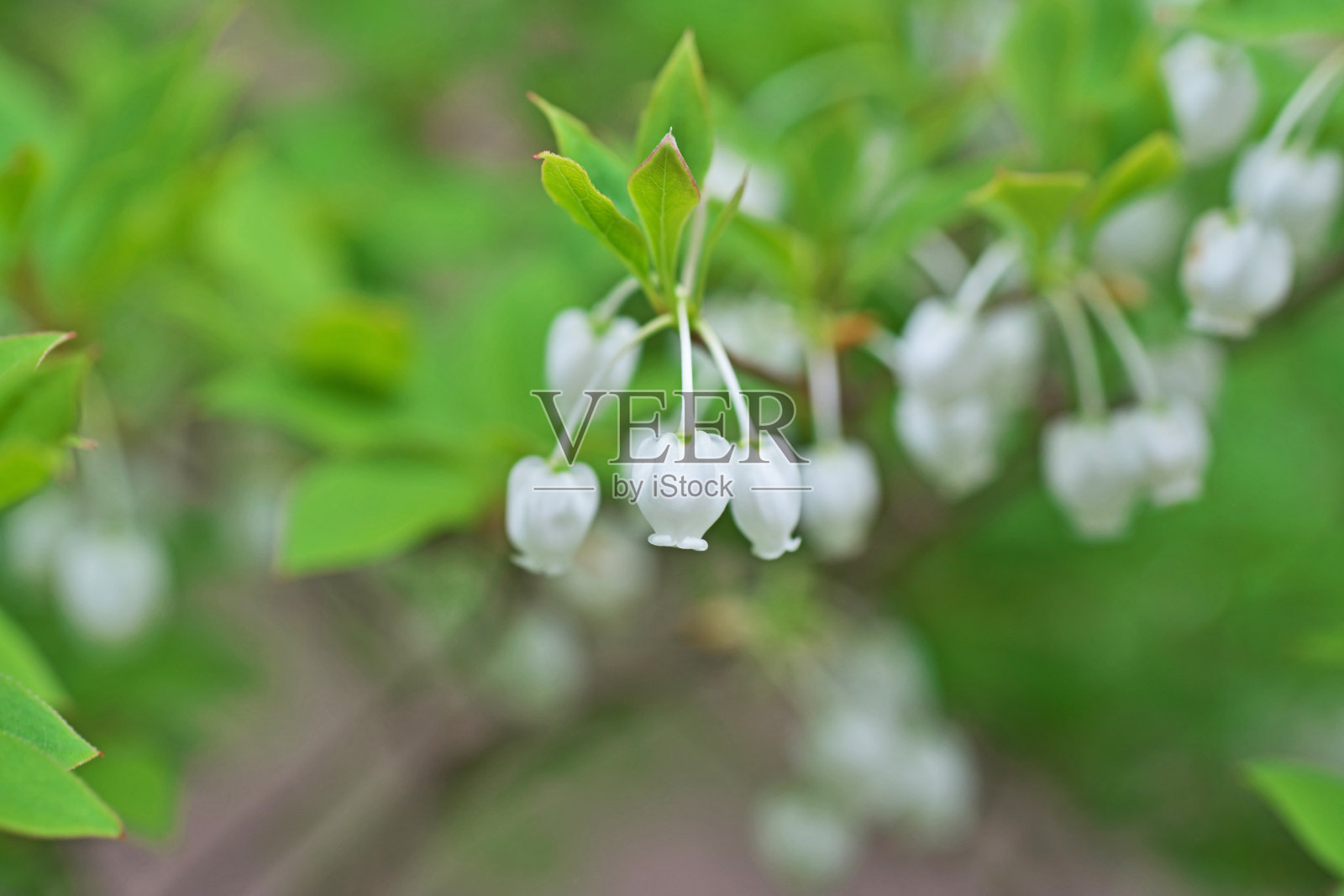 灯笼树照片摄影图片