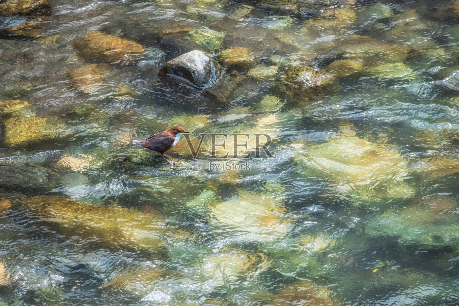 小白喉斗鸟在湍急的山河中捕猎。照片摄影图片