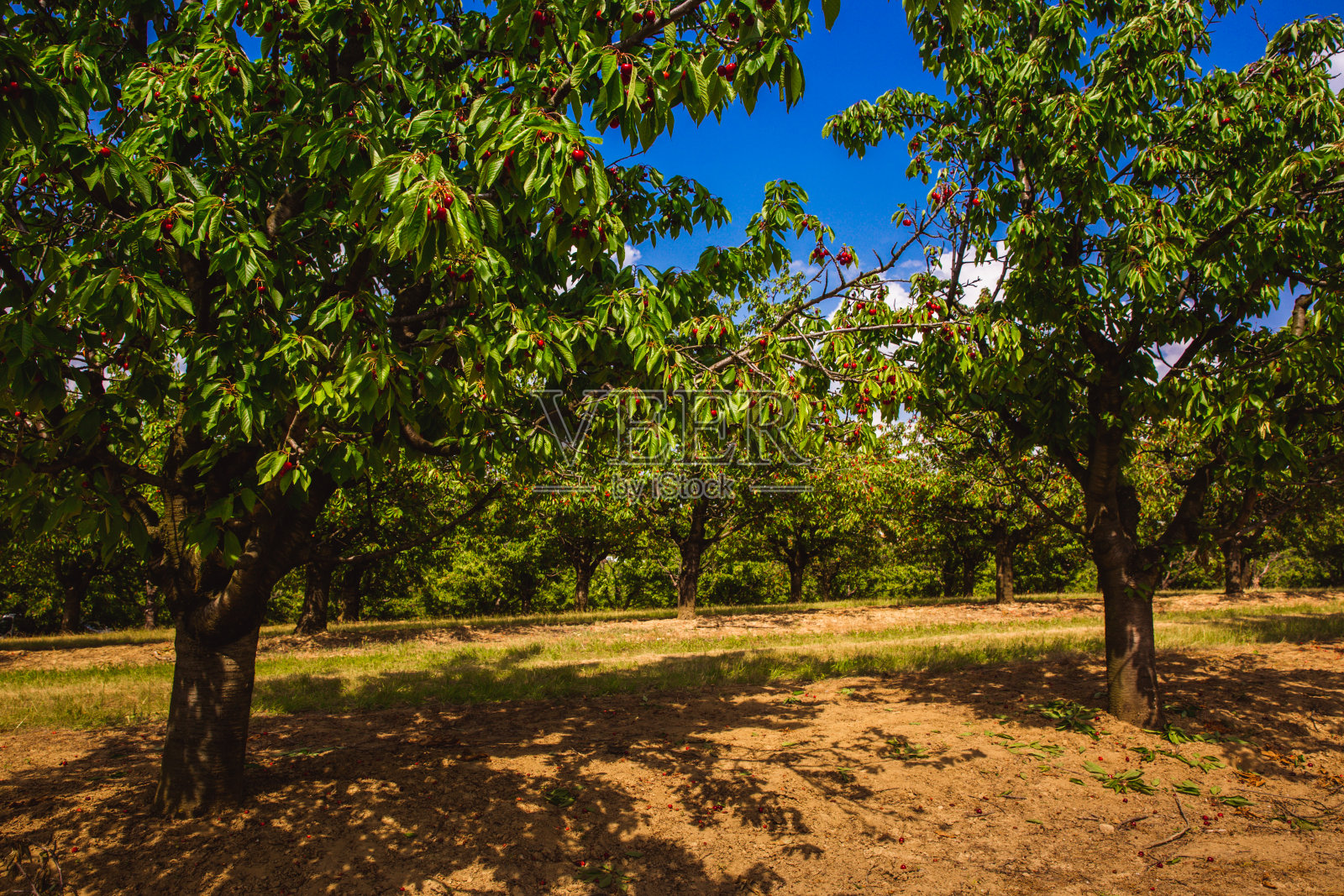 初夏果园里的樱桃树上成熟的有机红甜樱桃照片摄影图片