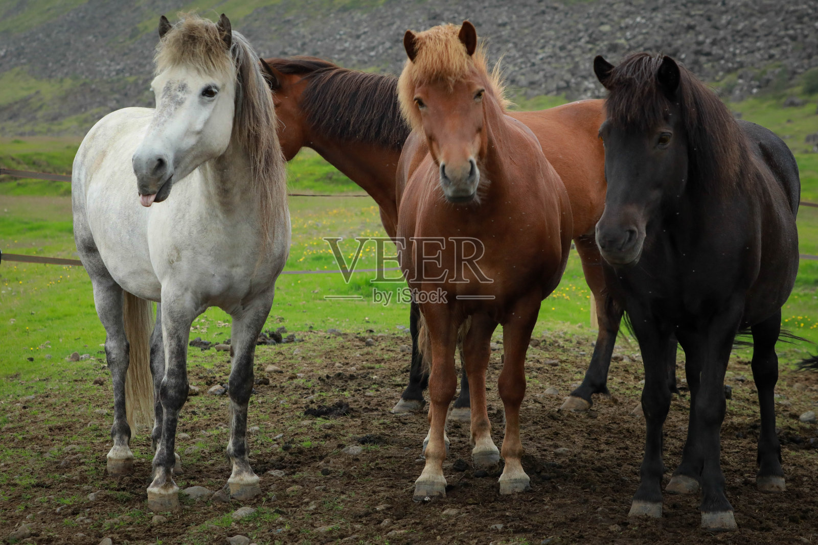 冰岛马照片摄影图片