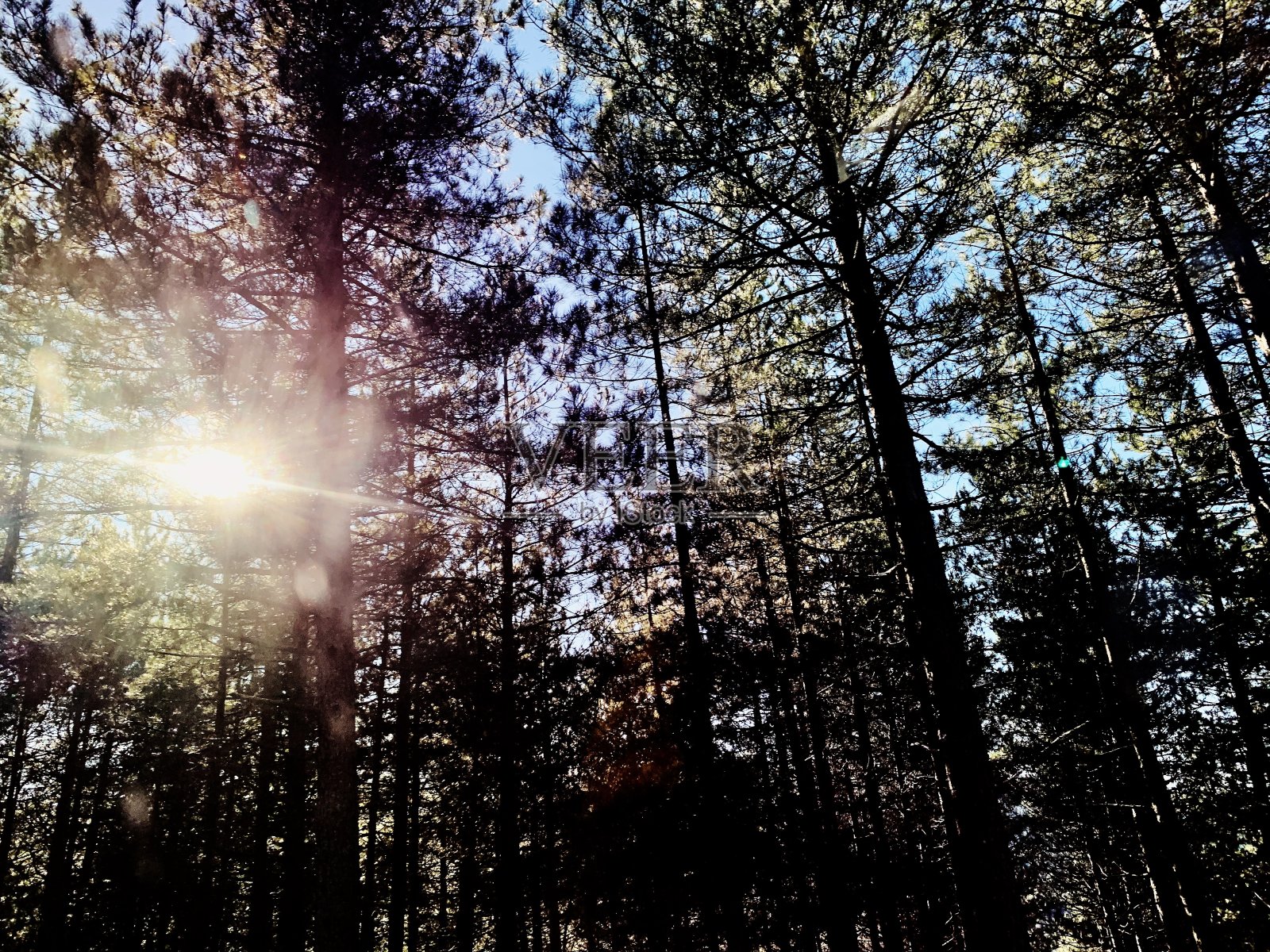 穿过托斯卡纳森林照片摄影图片