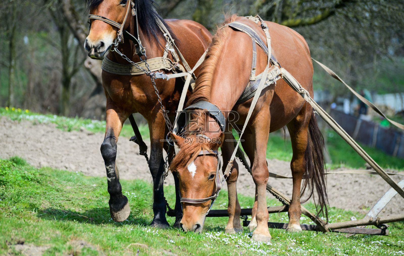 利用马户外。农村景观照片摄影图片