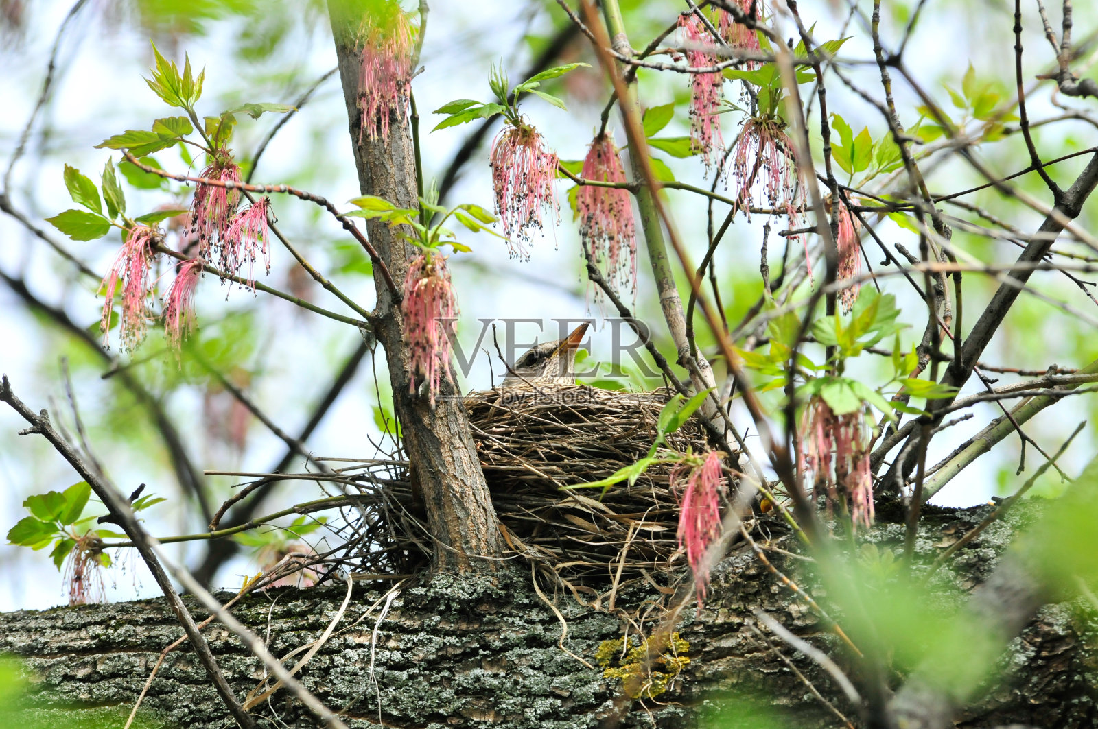 鸟在巢中孵出蛋。画眉(Turdus pilaris)是画眉科的一员。照片摄影图片