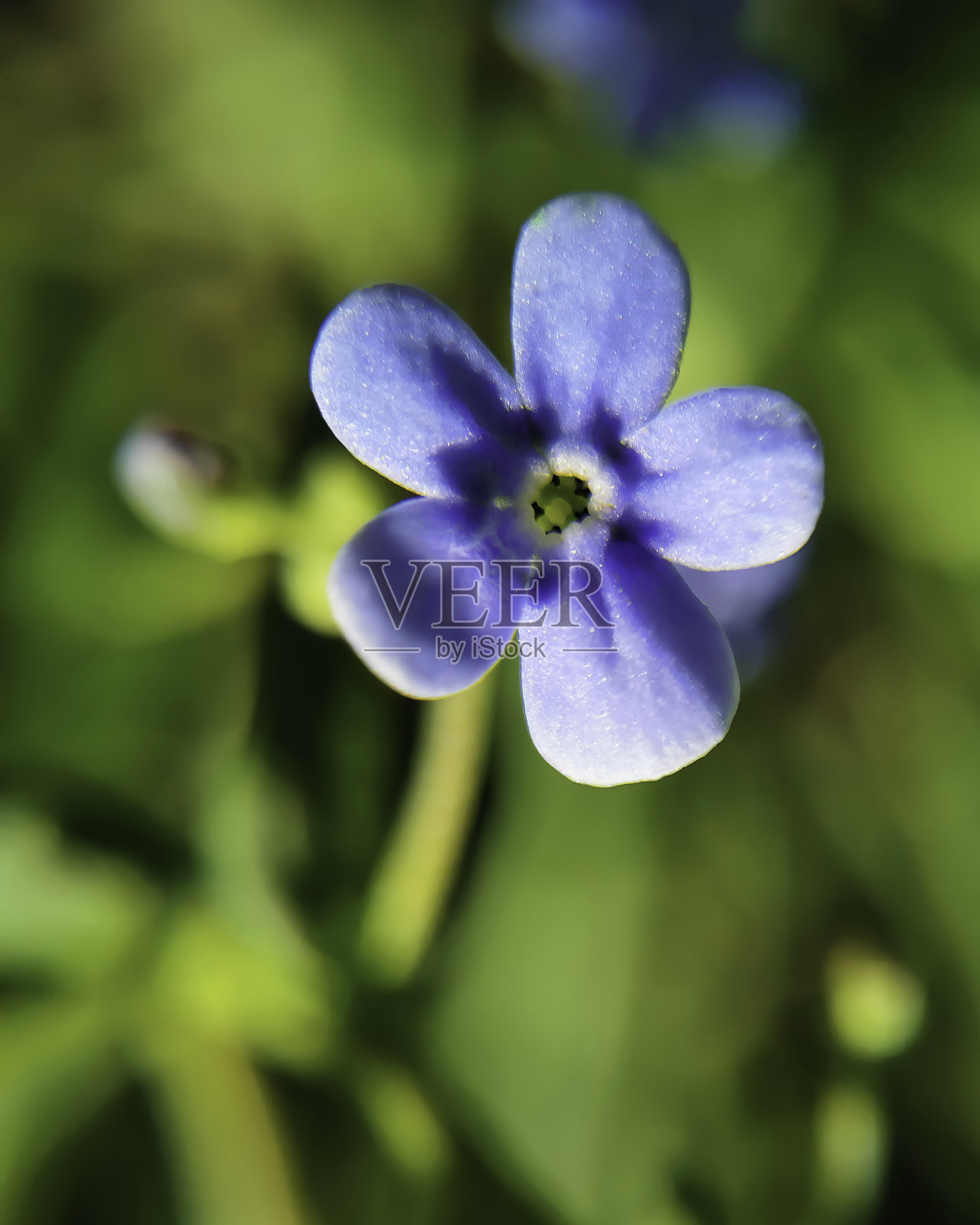 一朵蓝色小花,绿色底照片摄影图片