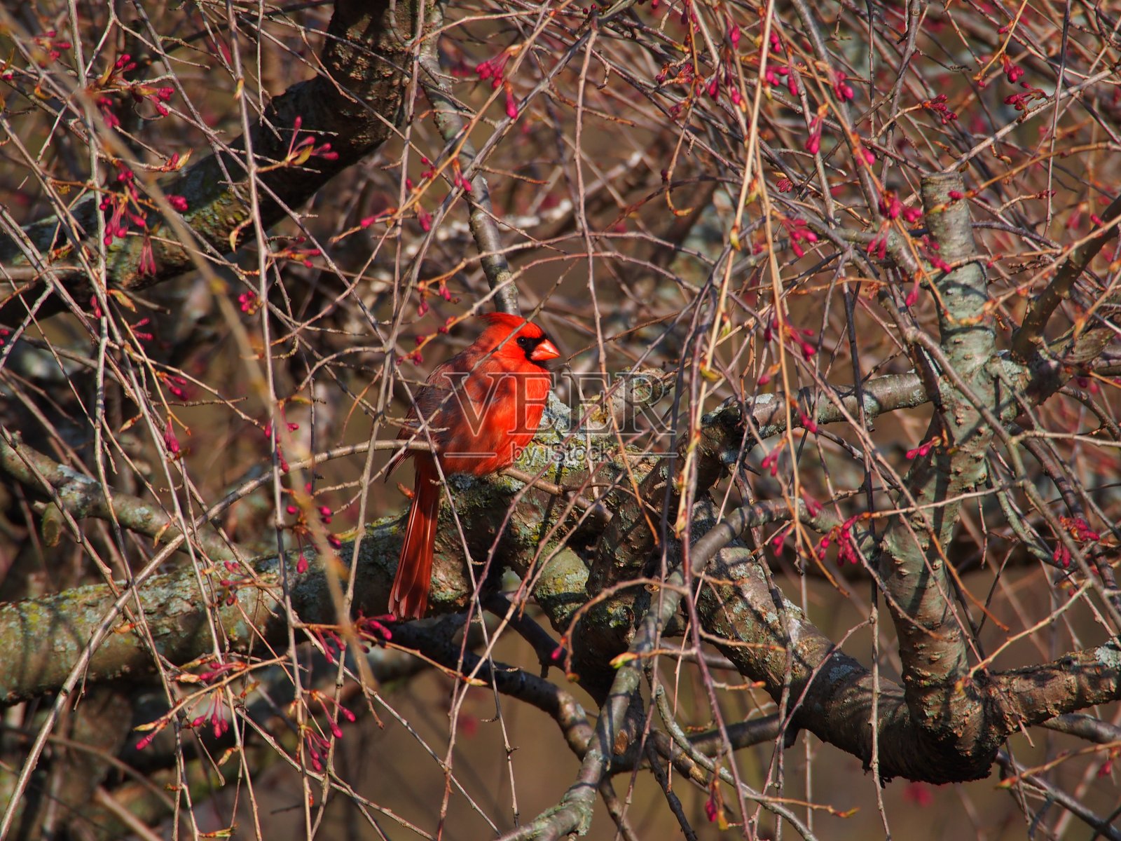 红红衣主教在萌芽的樱桃树照片摄影图片