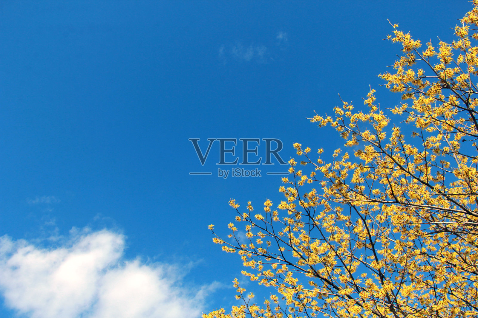 黄色的金缕梅照片摄影图片