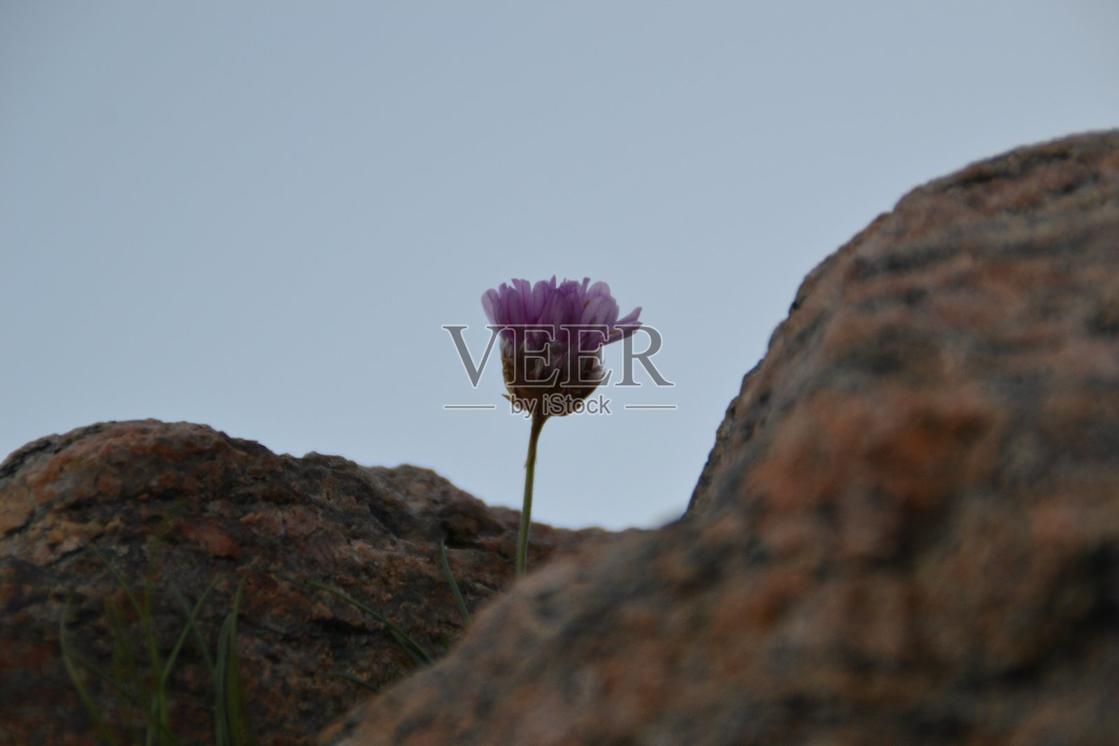 沙滩指甲绽放照片摄影图片