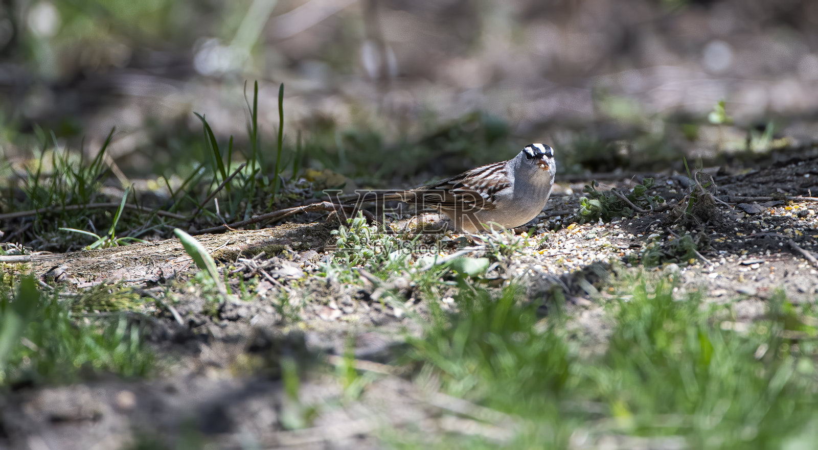 白冠麻雀照片摄影图片