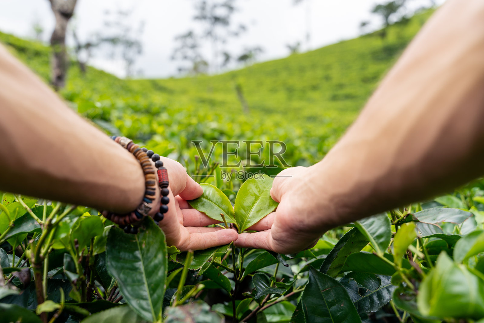 在斯里兰卡艾拉的茶园里,一名男子的手正在触摸锡兰茶照片摄影图片