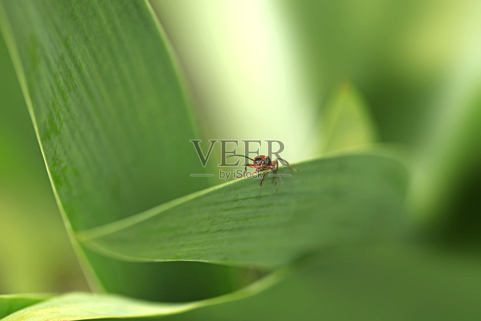 可爱的虫子坐在树叶上照片摄影图片