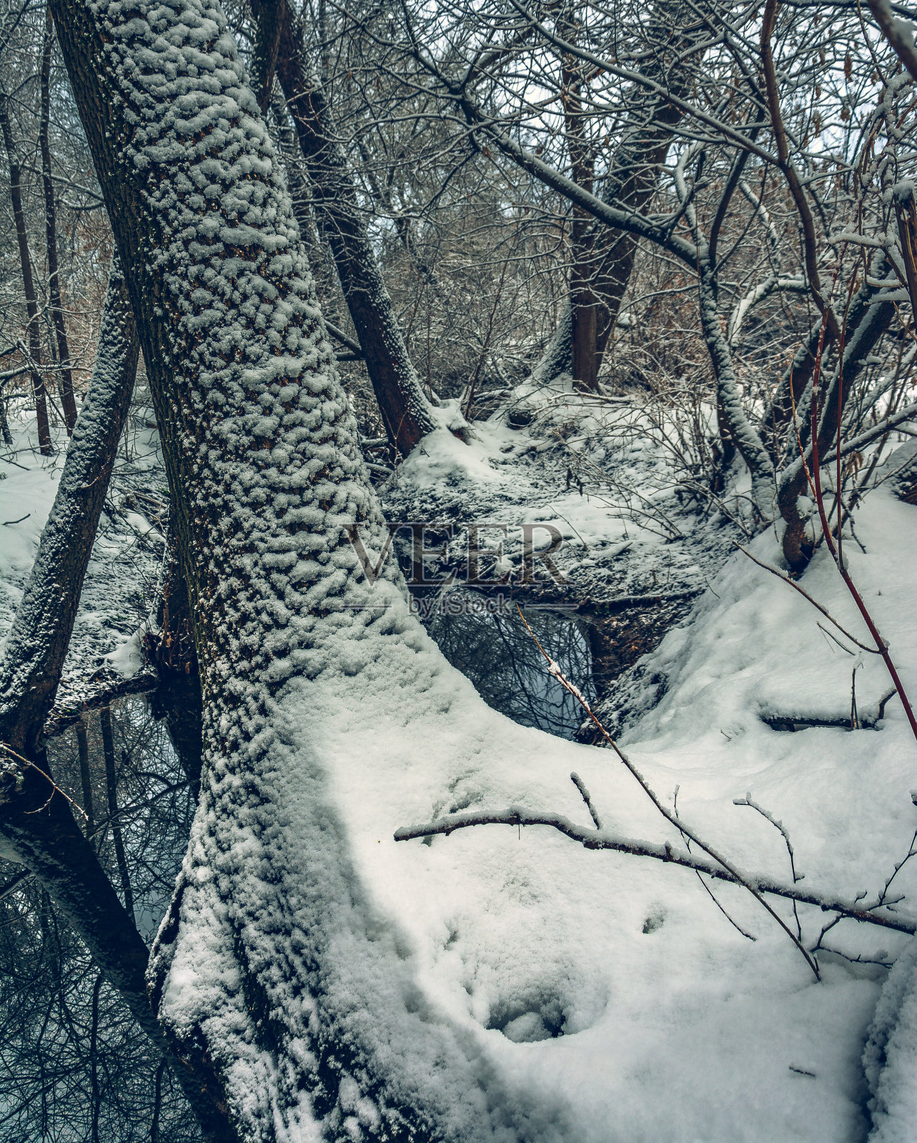冬季森林照片摄影图片