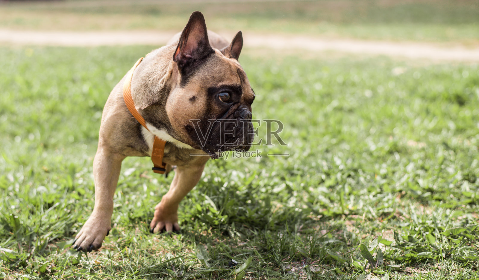 阳光明媚的夏日,户外的法国斗牛犬。照片摄影图片