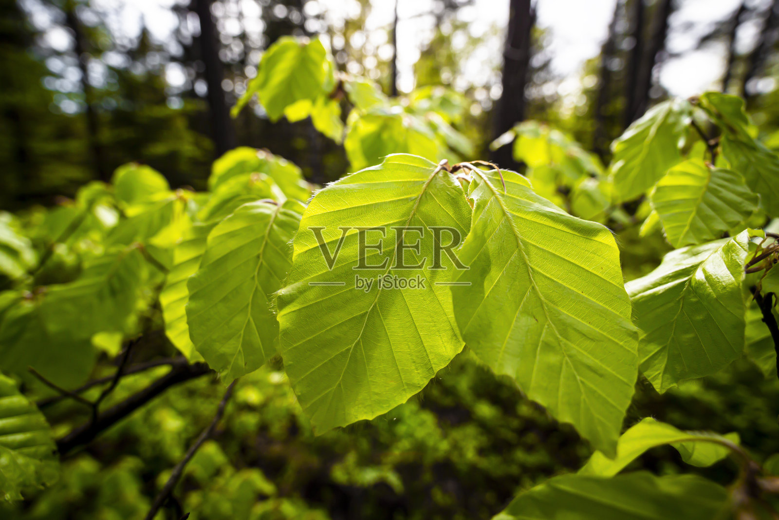 春天的树叶照片摄影图片