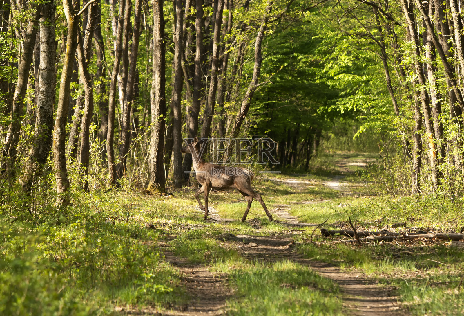 春天森林里的鹿照片摄影图片