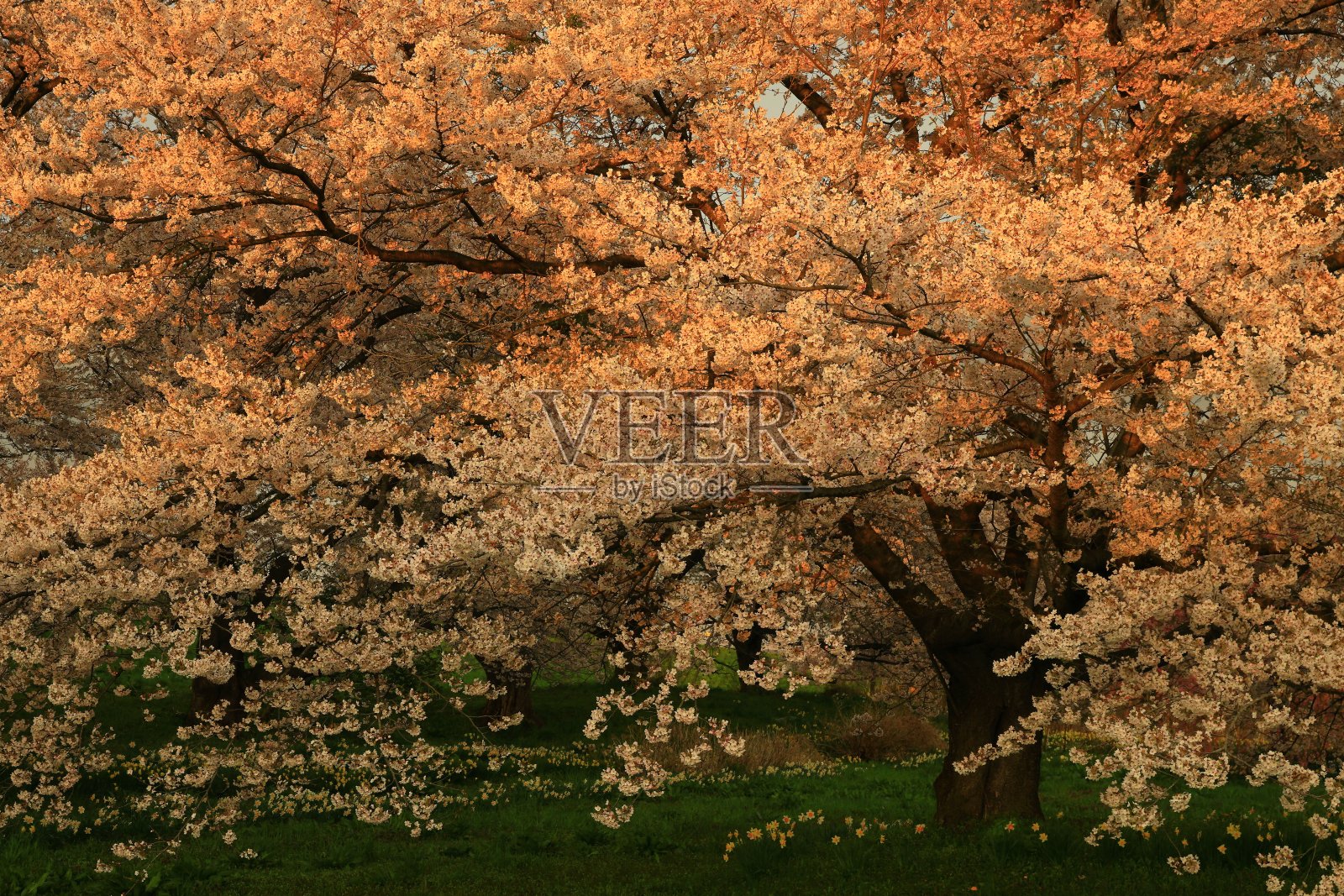 日落时一排樱花树照片摄影图片
