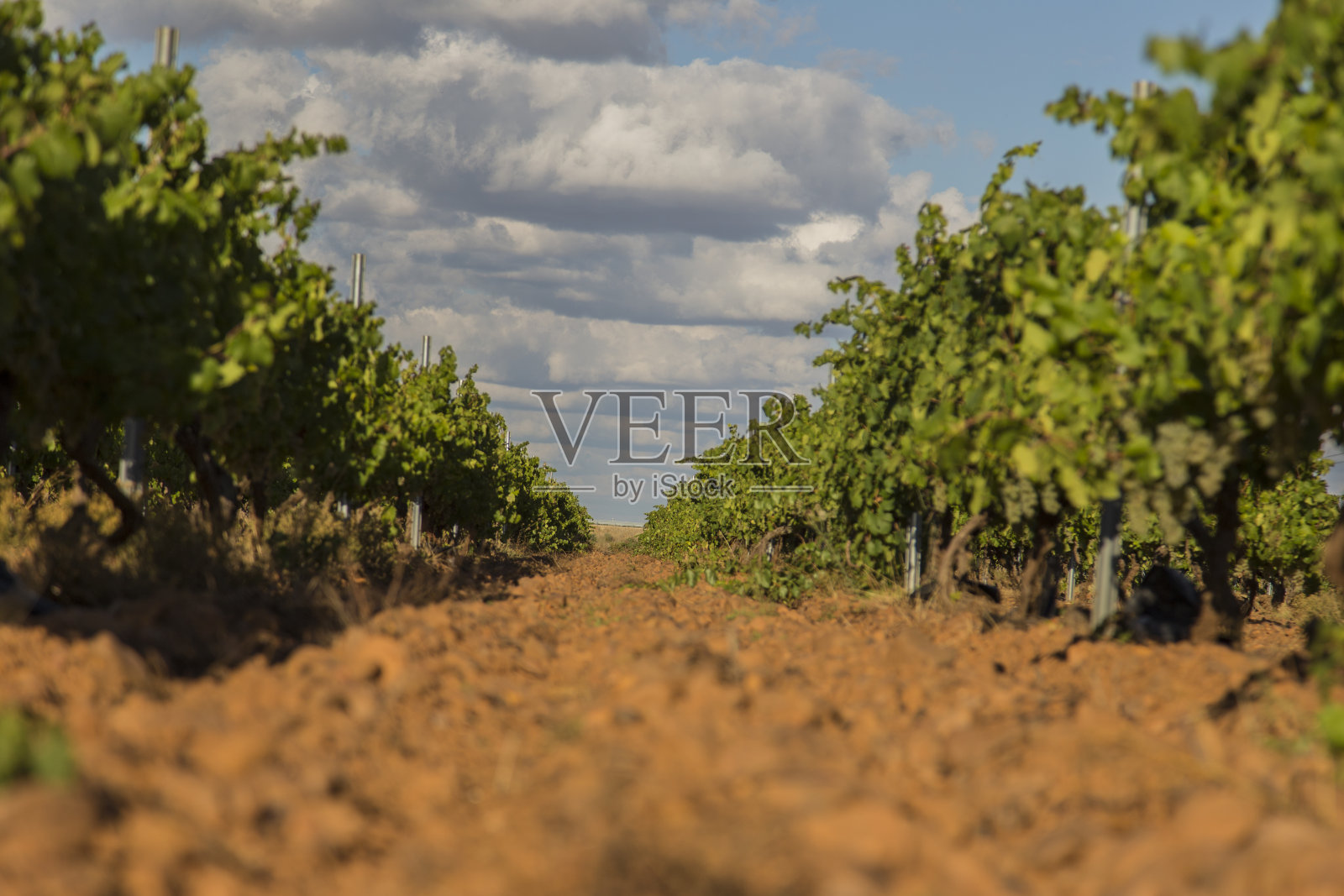 葡萄园里有一串串成熟的葡萄酿制葡萄酒照片摄影图片