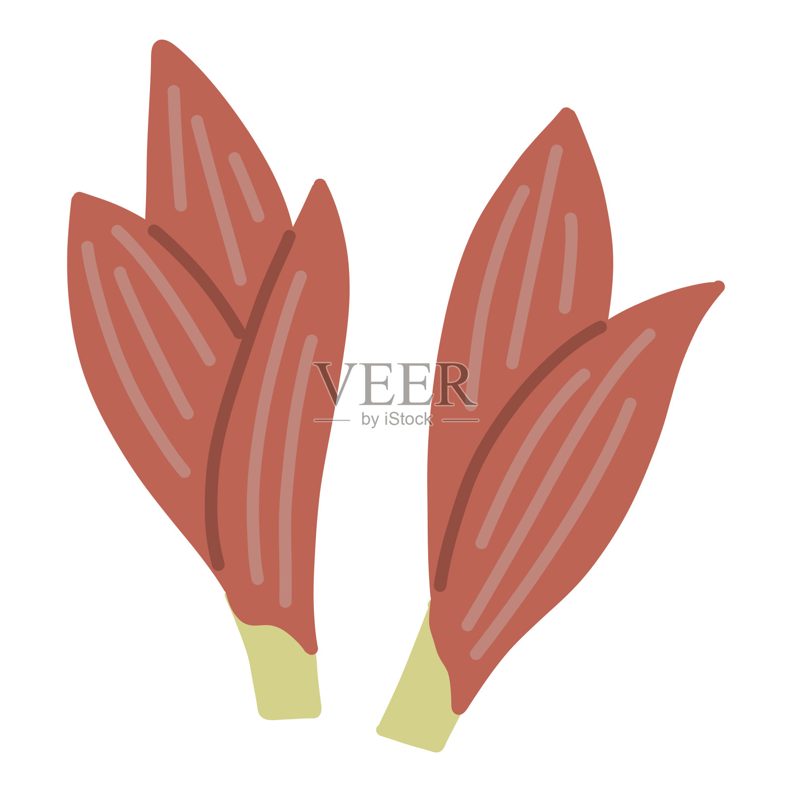 myoga夏季蔬菜插画图片素材