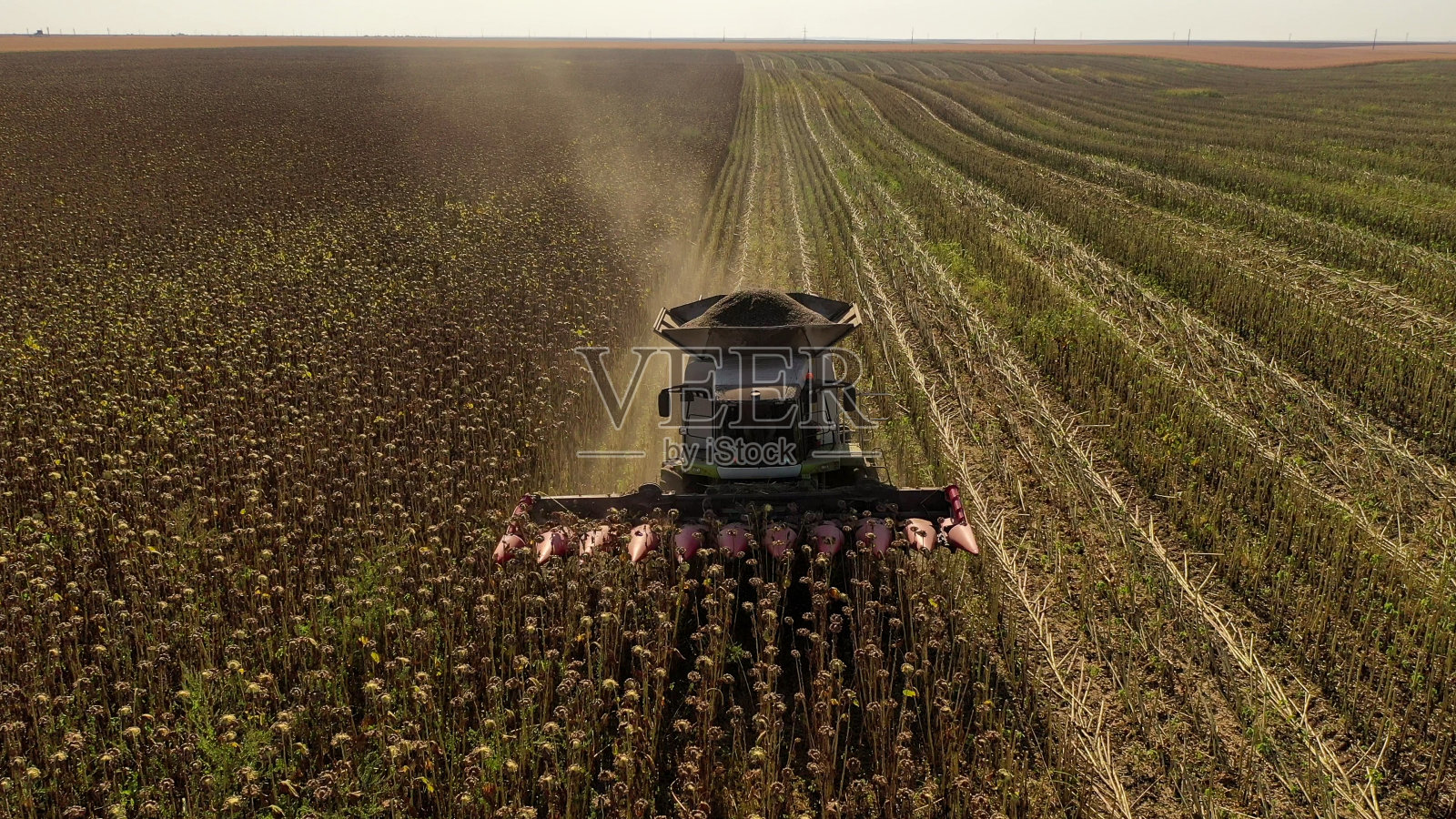 无人机拍摄的工业机器收割向日葵。严重的干旱影响了农田。照片摄影图片